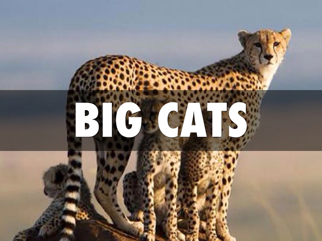 Big Cats