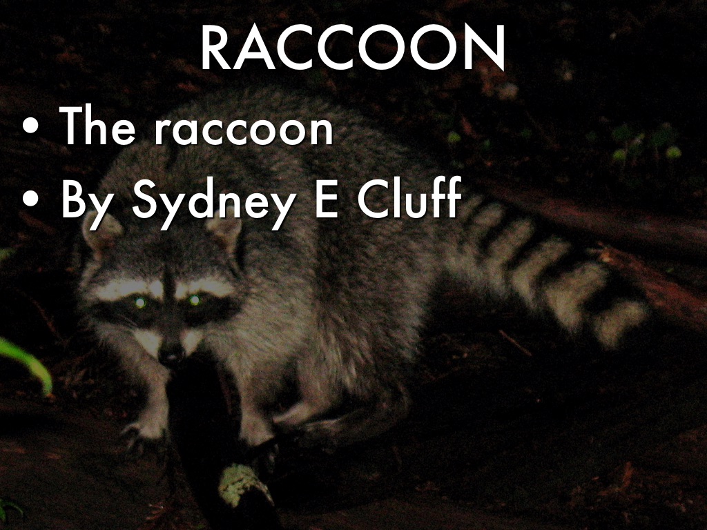 Raccoon