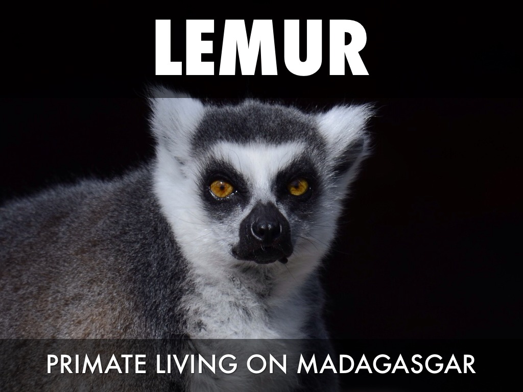 The Endangered Lemur