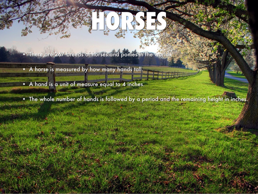 Horses