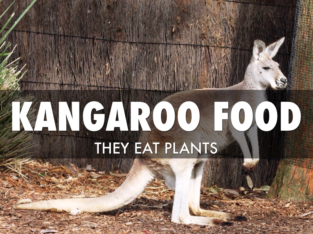 All About Kangaroos by Bayan by boexx044