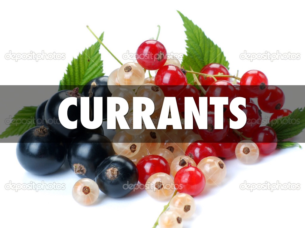 Currant Presentation