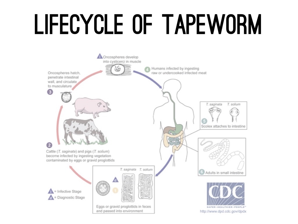 Tapeworm Life Cycle Diagram 