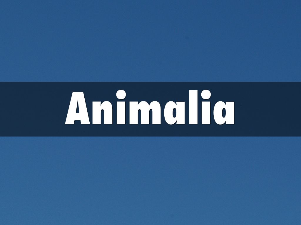 Animalia