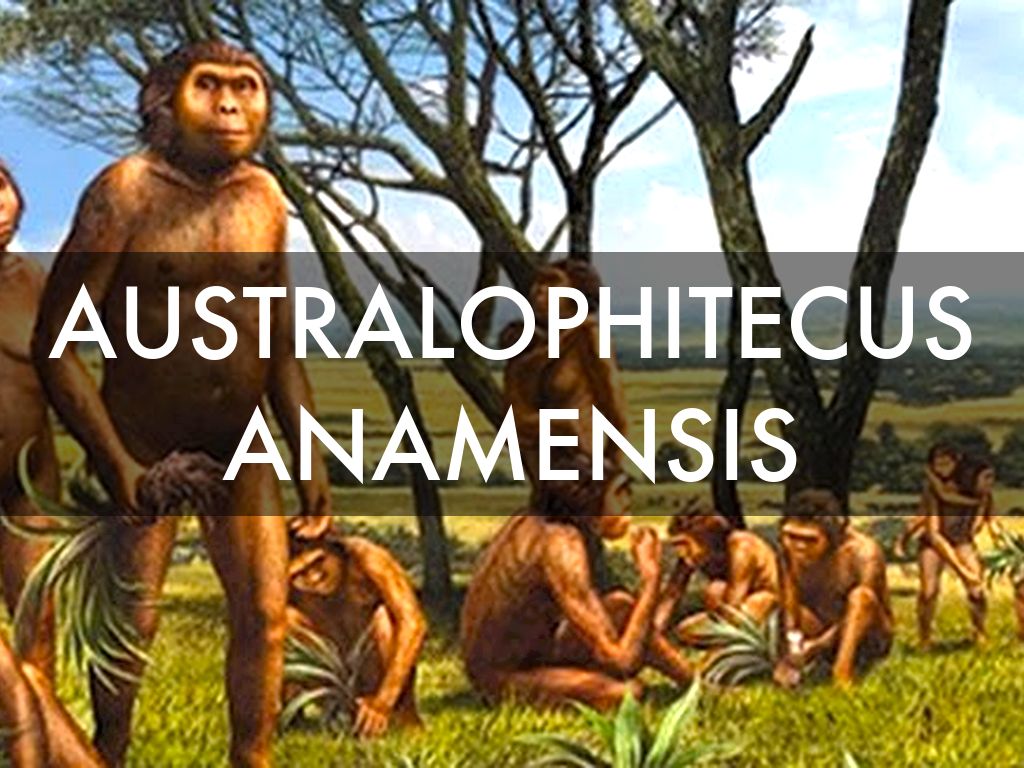AUSTRALOPHITECUS ANAMENSIS
