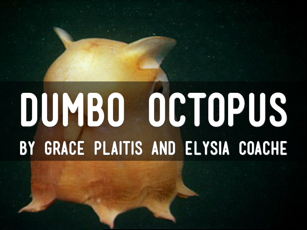 Dumbo Octopus 