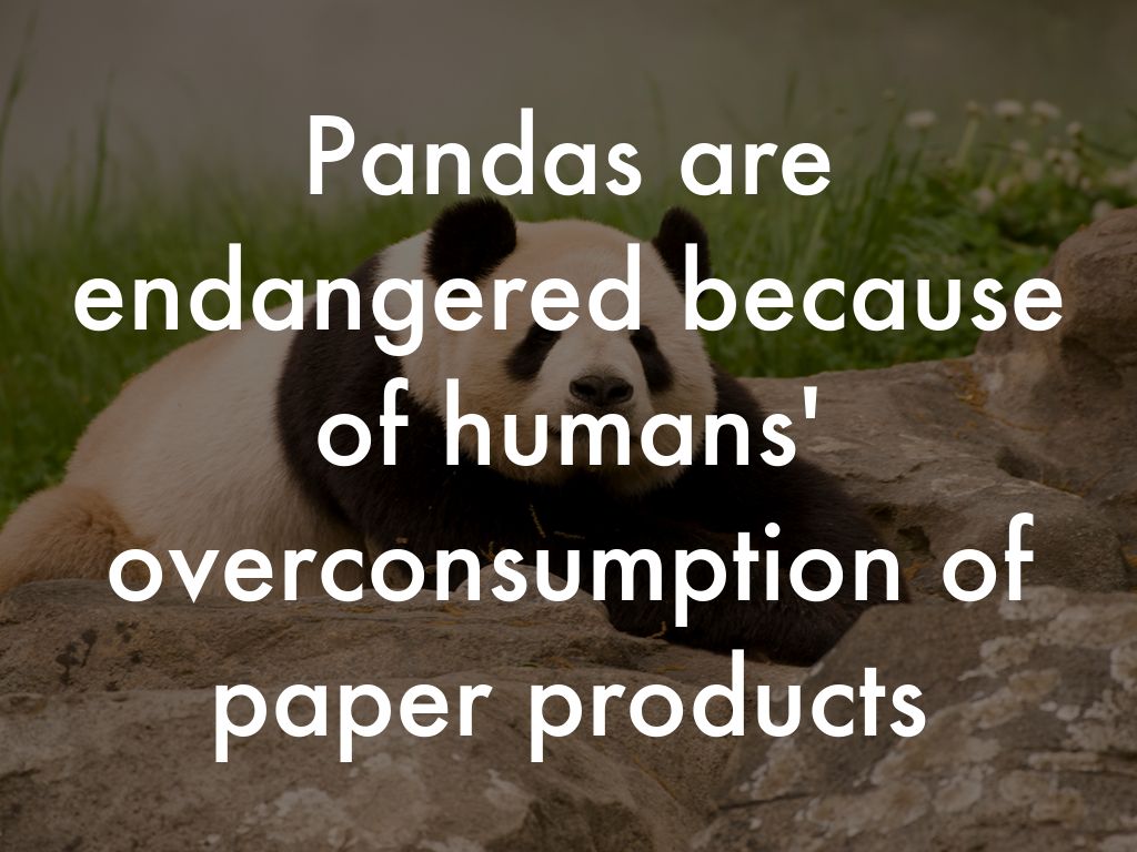 Pandas are endangered because of humans' overconsumption of paper products