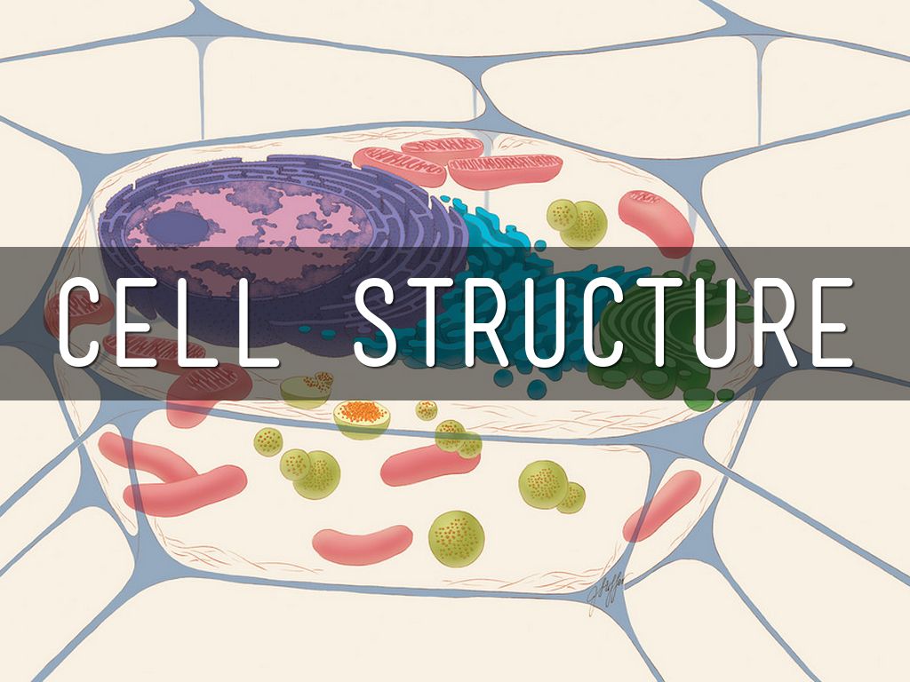 Cell Structure
