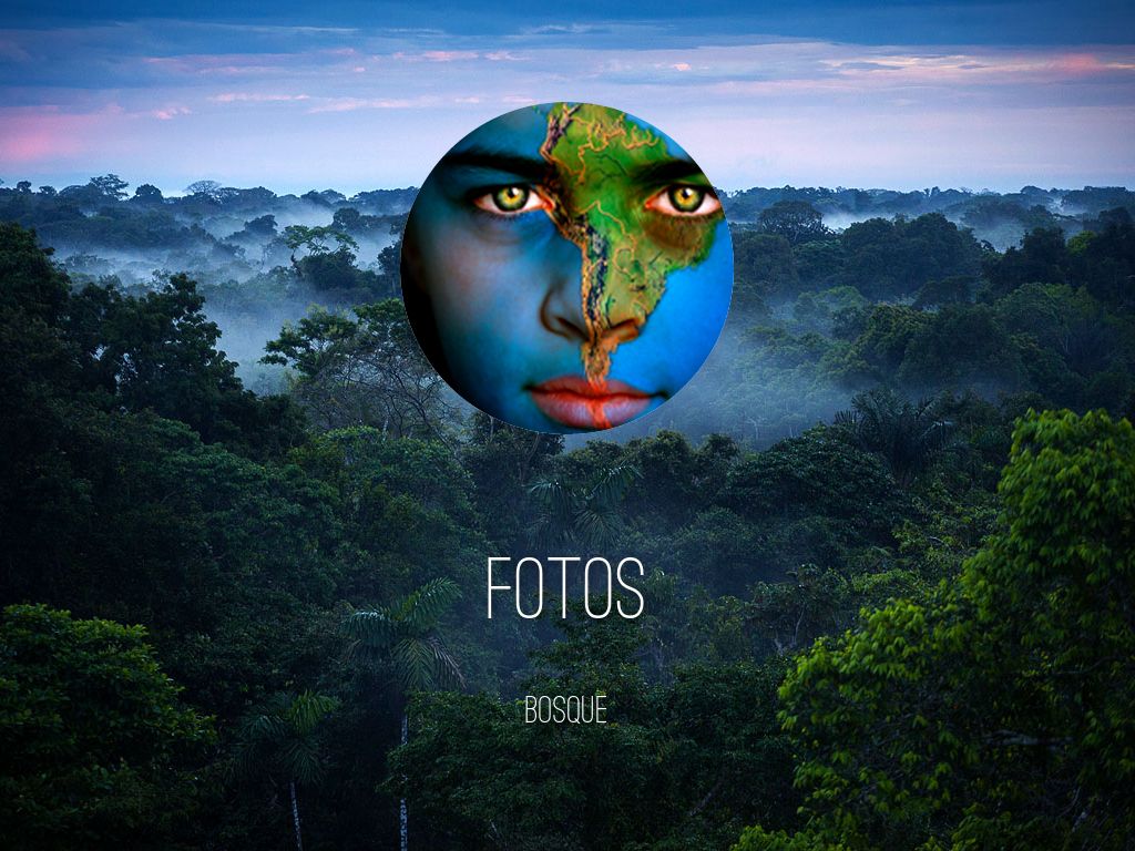 Copia de Amazon Rainforest