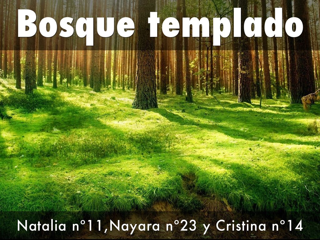 Bosque templado