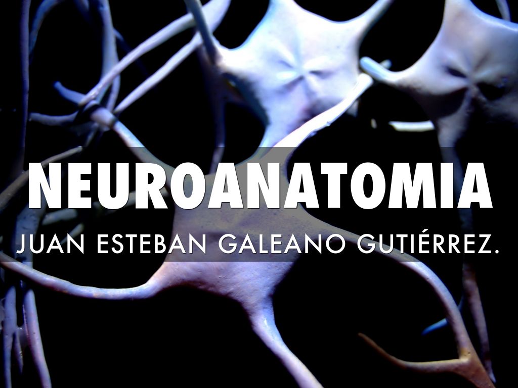 NEUROANATOMIA