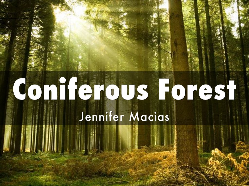 Coniferous Forest