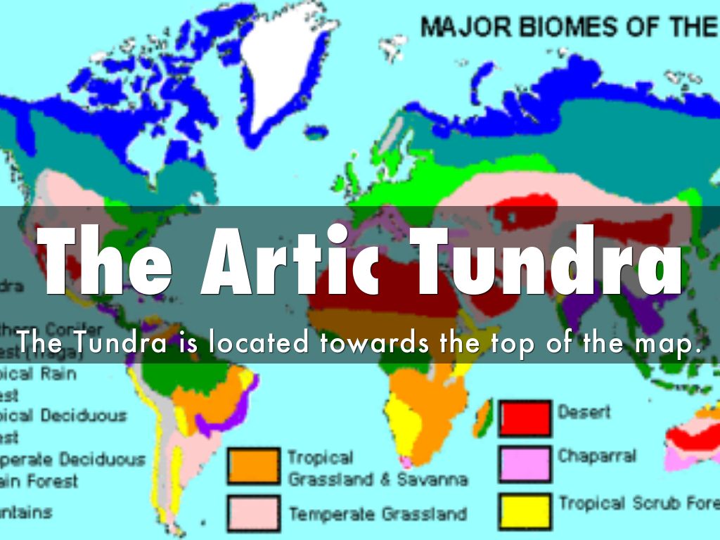 The Artic Tundra by philipk