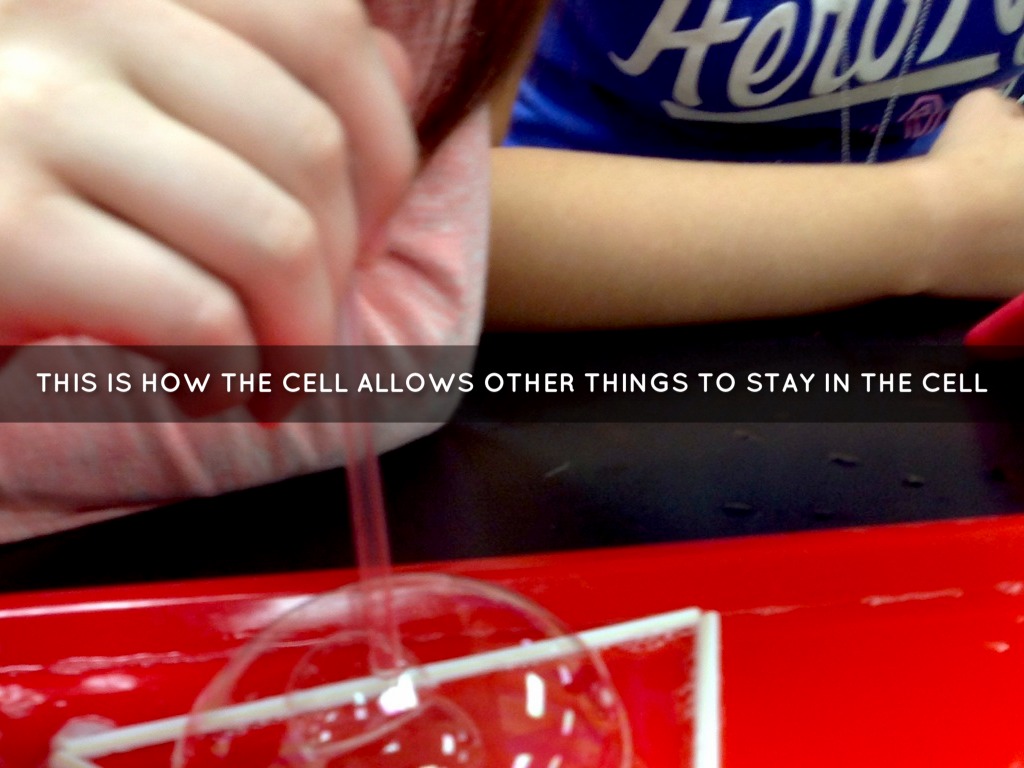 Cell Membrane Savanah Griesemer