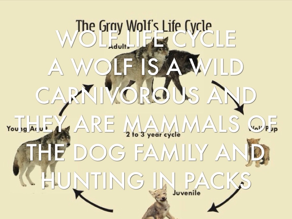 Life Cycle Of Wolves