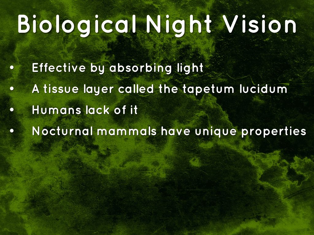 Night Vision by tuncbasark