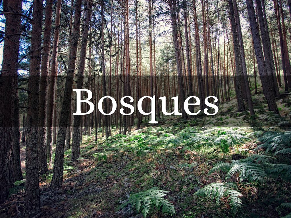 Bosques
