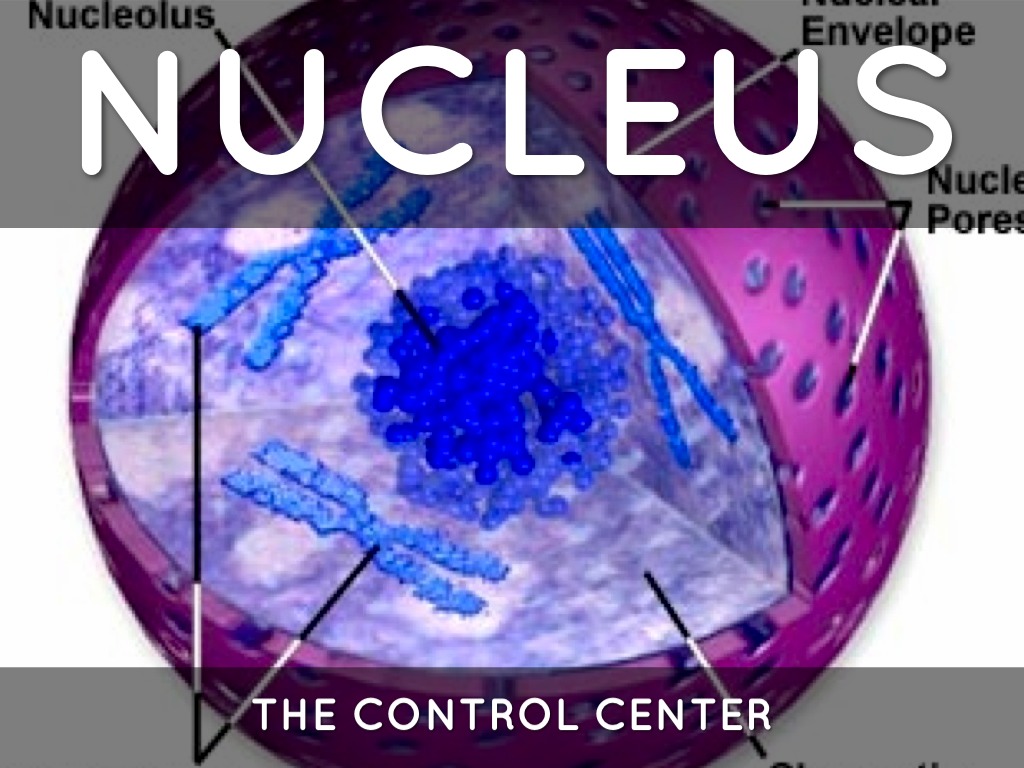 is-a-nucleus-in-a-plant-cell-where-is-the-nucleus-located-in-a-cell