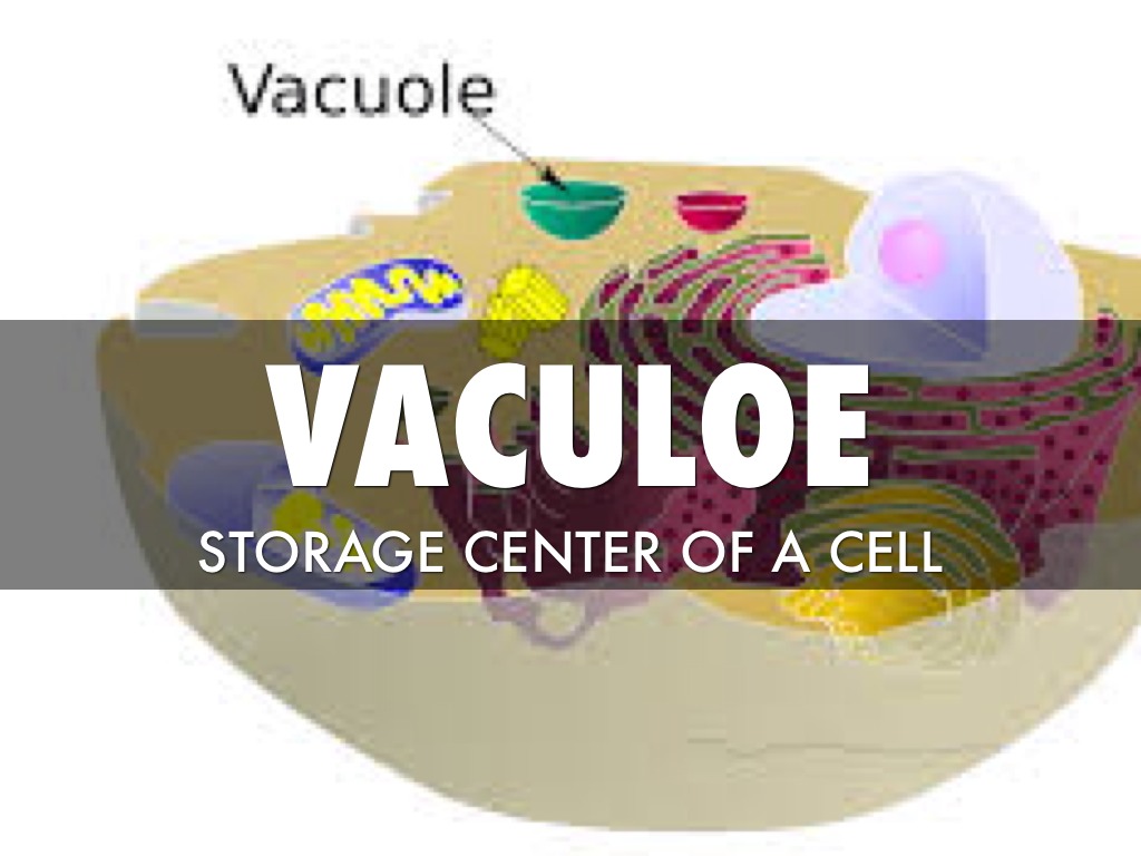 Cell Organelles by sayhernandez101