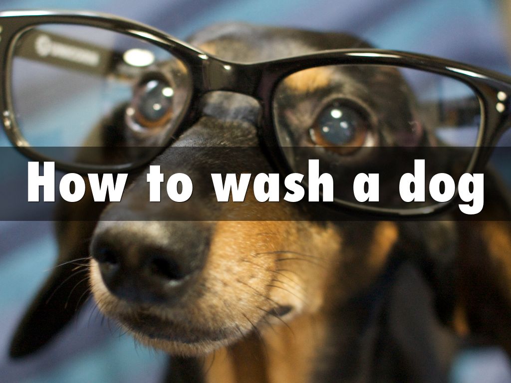 How to wash a dog