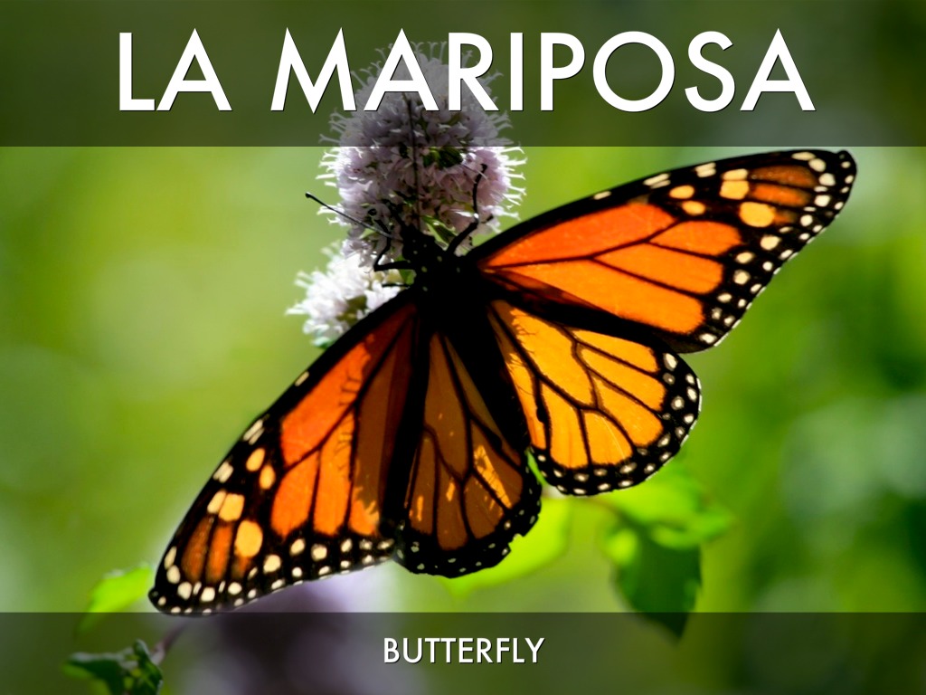 Spanish 3 Vocab. by Sierra Lyons