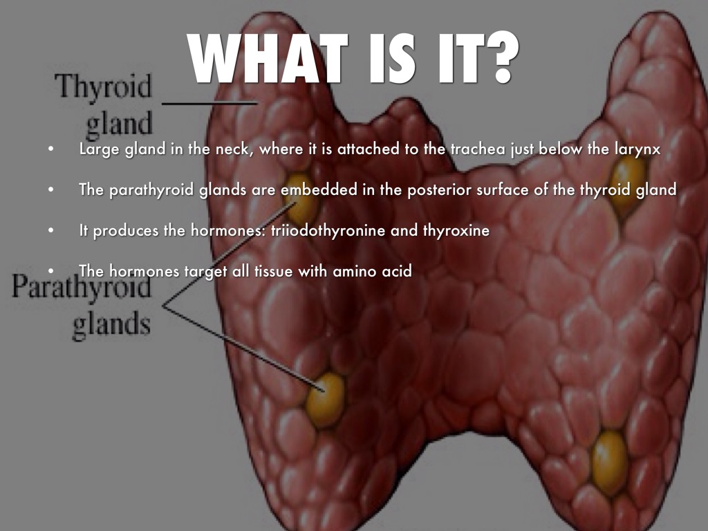 Thyroid Gland by Logan Hill