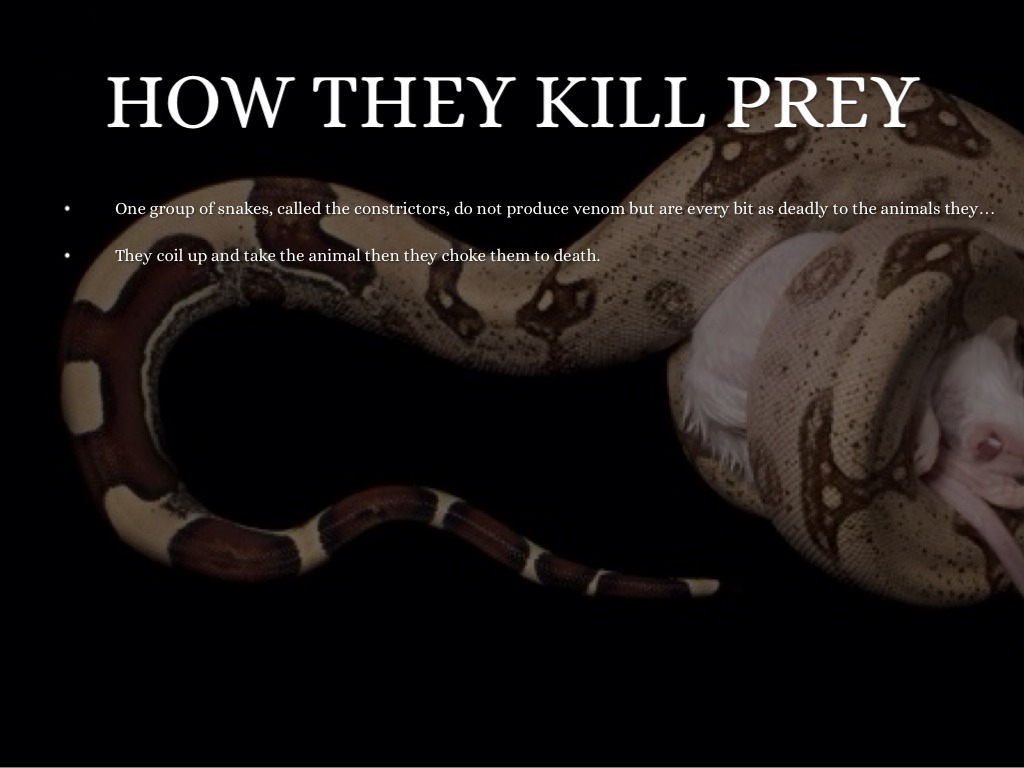 Snakes by Chase Puryear