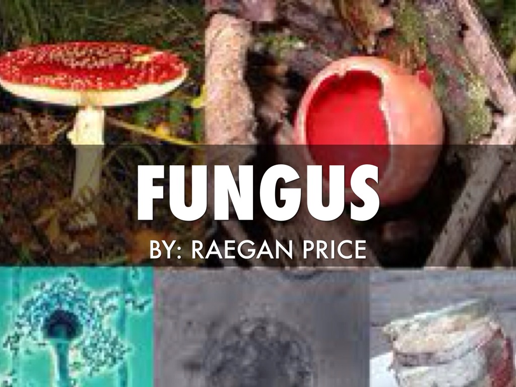 Fungus