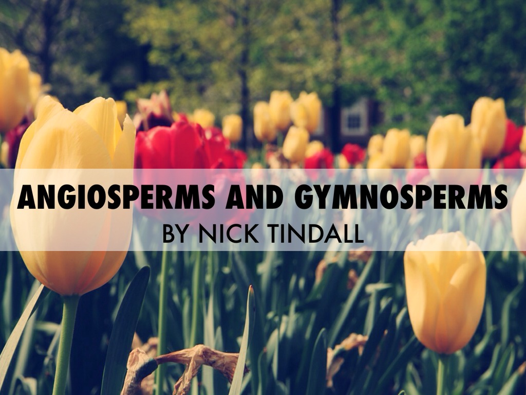 Angiosperms and Gymnosperms