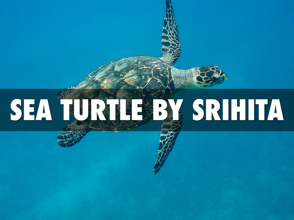 Sea Turtle By Srihita