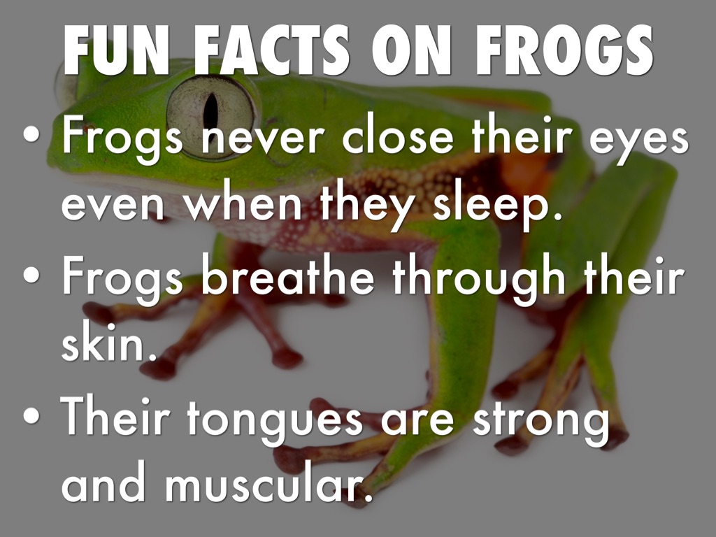 newsgroup life cycle of frog by New Group