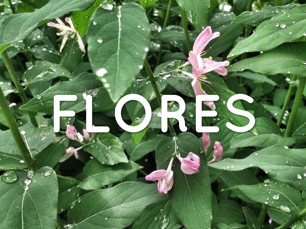 Flores