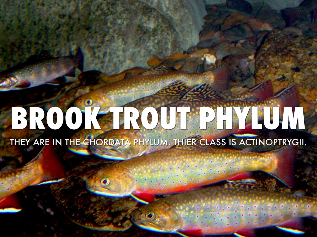 Brook Trout by Branden Lester