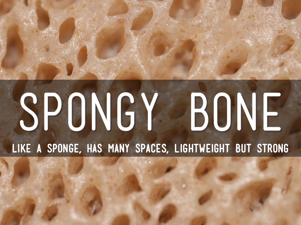 Skeletal System by Marybeth Mineo