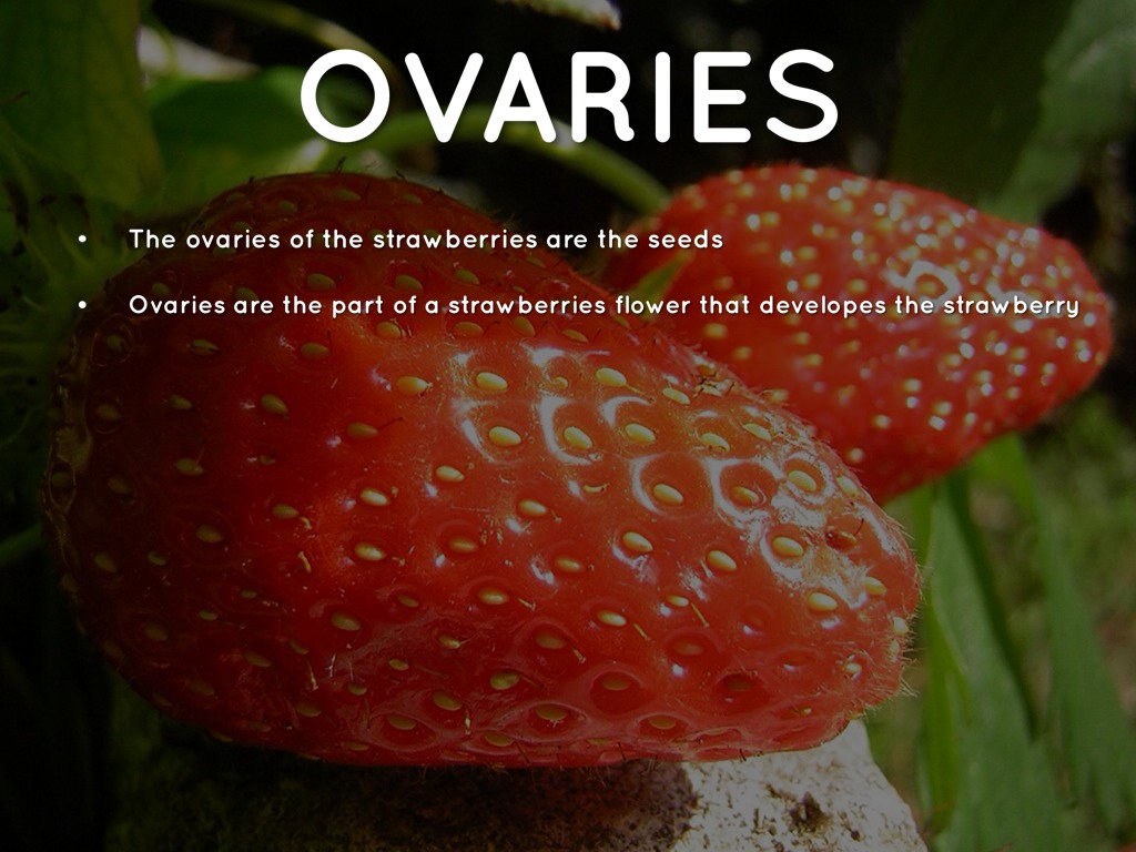 Why Do Strawberries Have Seeds On The Outside? by