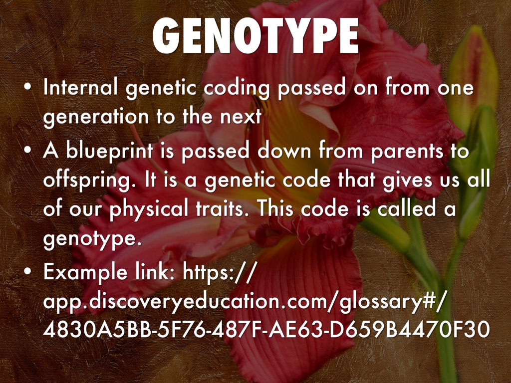 Genetic Vocabulary by Annmary Tharayil