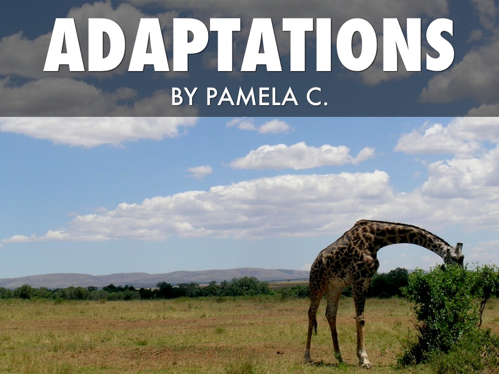 Adaptations by SJE 4th Grade Cart