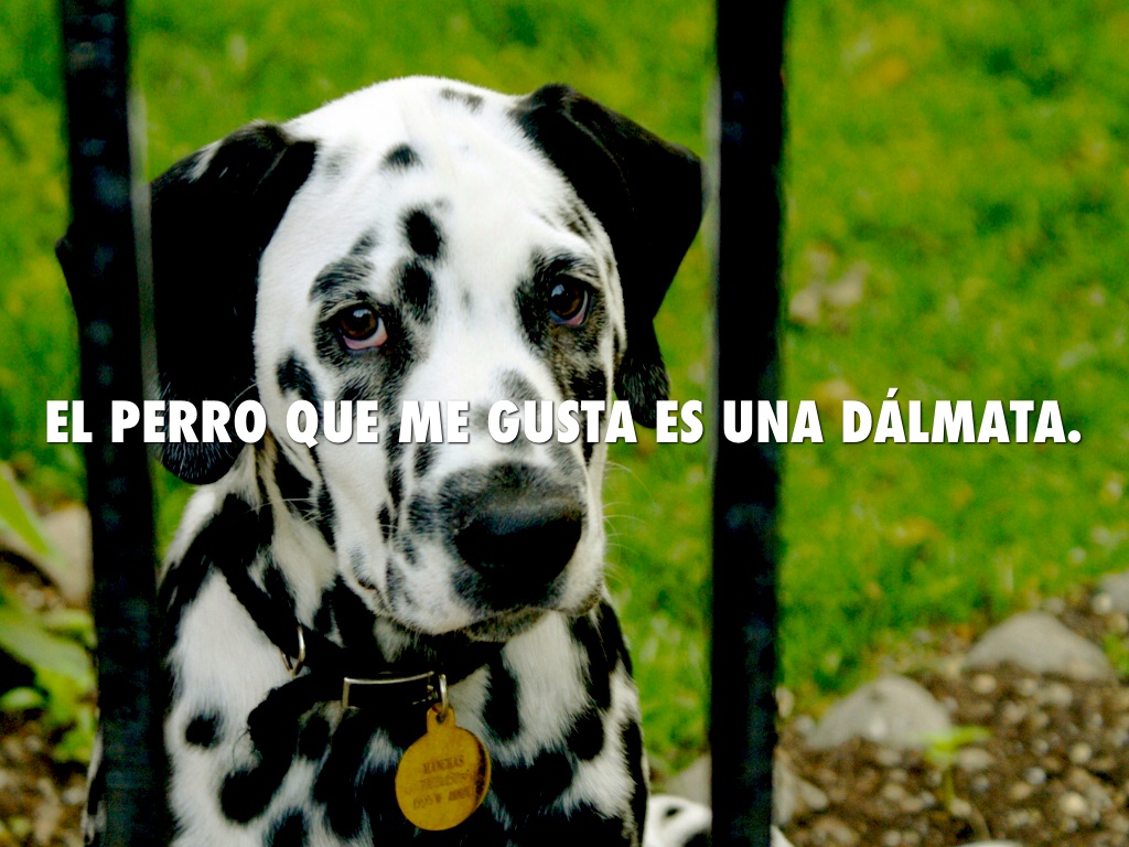 que, quiene/s, y lo que