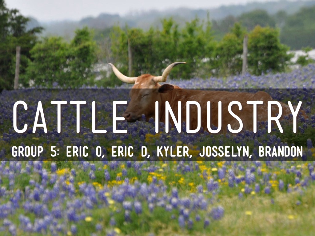 Cattle Industry
