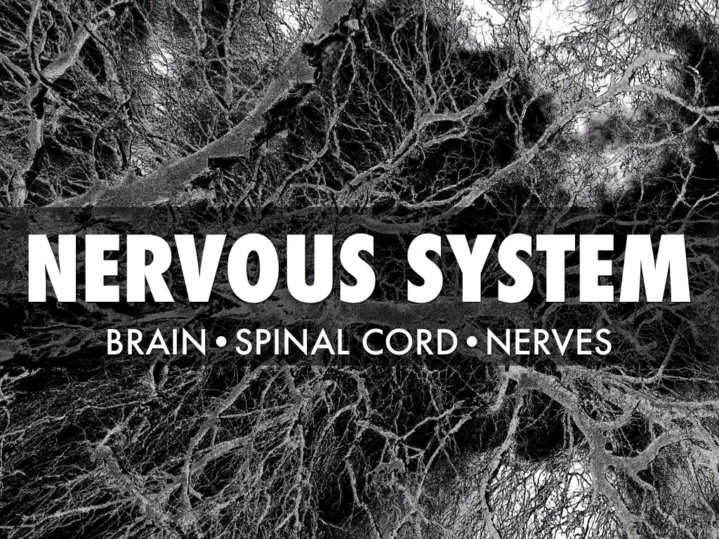 Nervous System