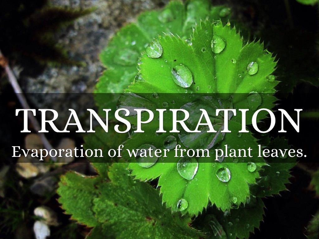 Science Water Cycle by Izzy Hillestad