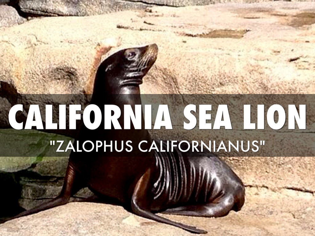 ESprojectAustinFreay