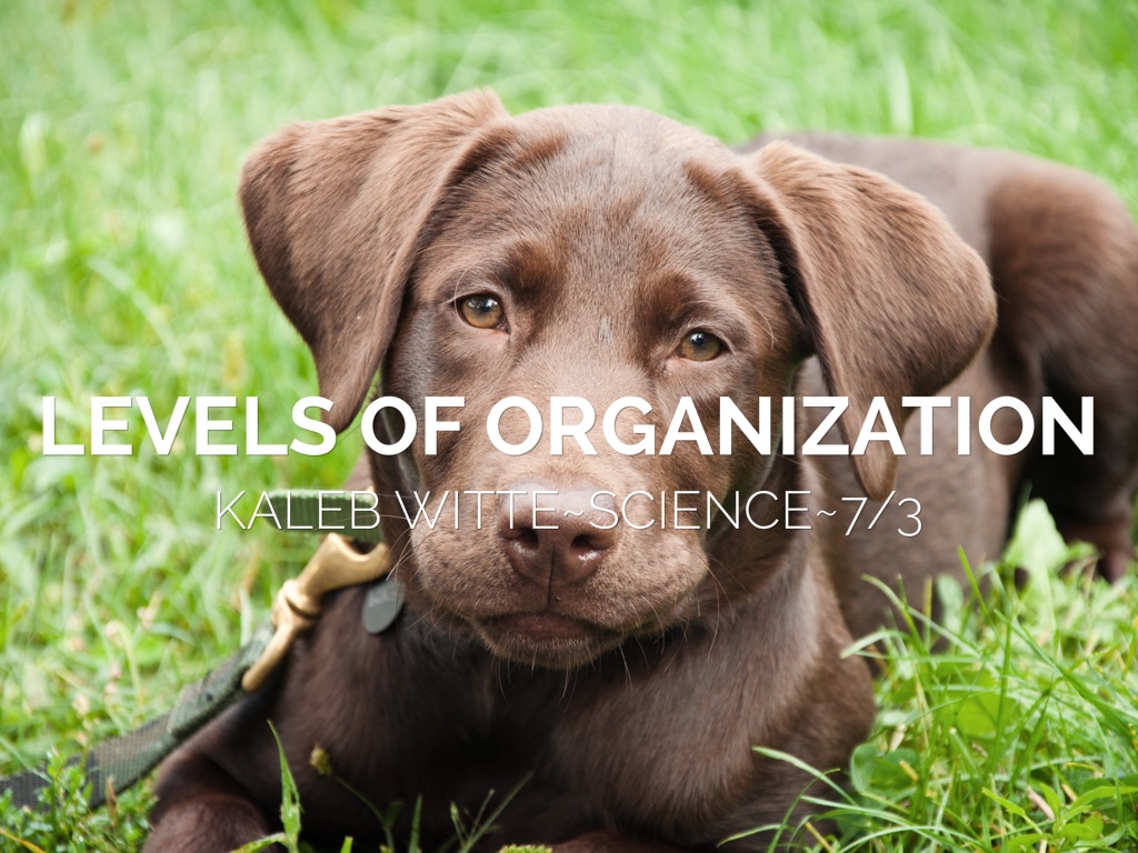 Levels Of Organization