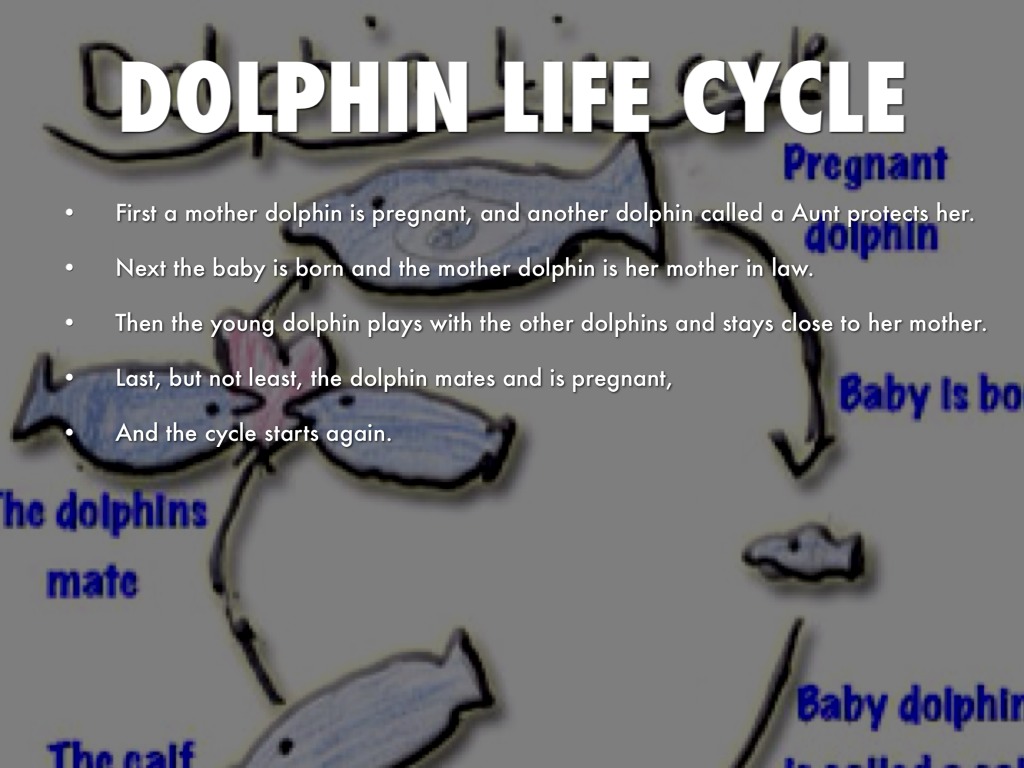 Life Cycle Of A Dolphin Diagram