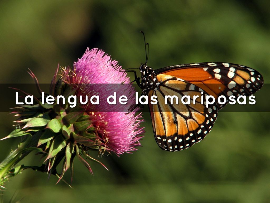 La lengua de las mariposas