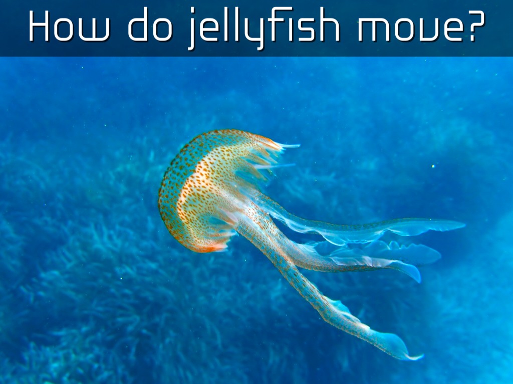 Jellyfish Project by Joanne Troutner