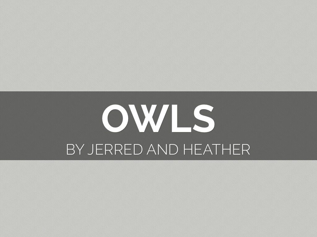 Owls