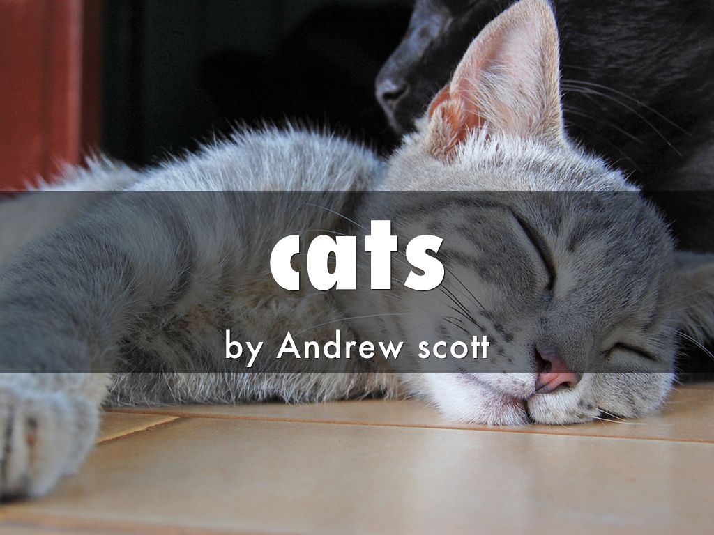 cats