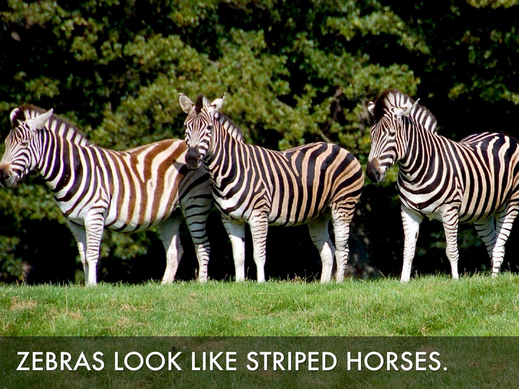 Zebras by Mrs. Gompah's Class