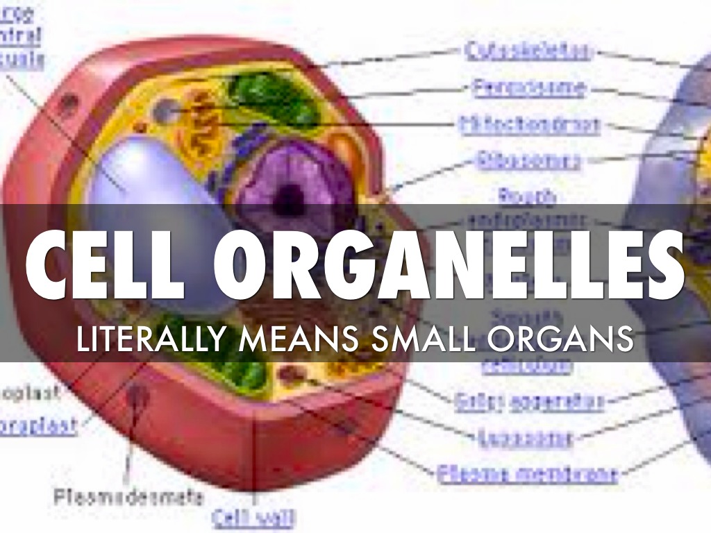 Cell Organelles by Nathan Everly